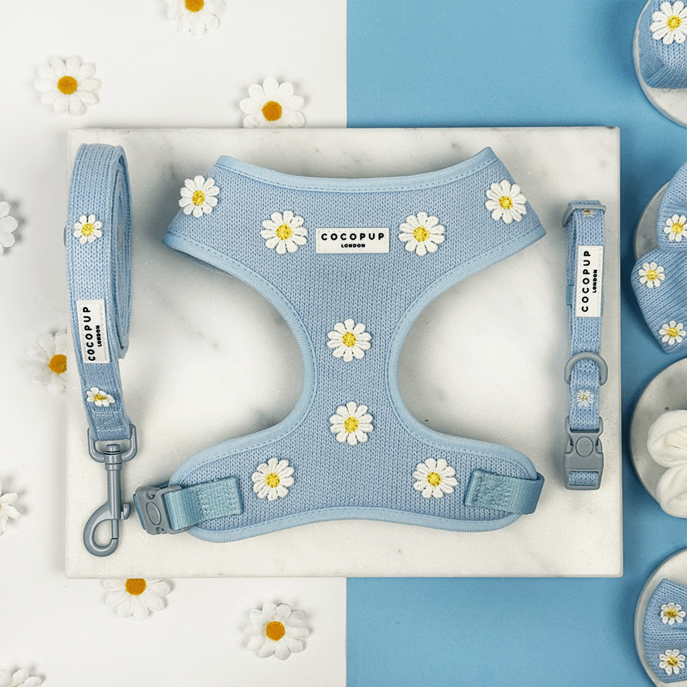 Blue dog Harness, Lead & Collar with white flower decals.