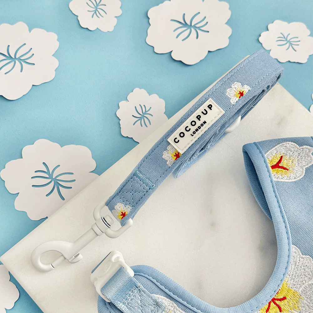 Blue Lagoon Lead