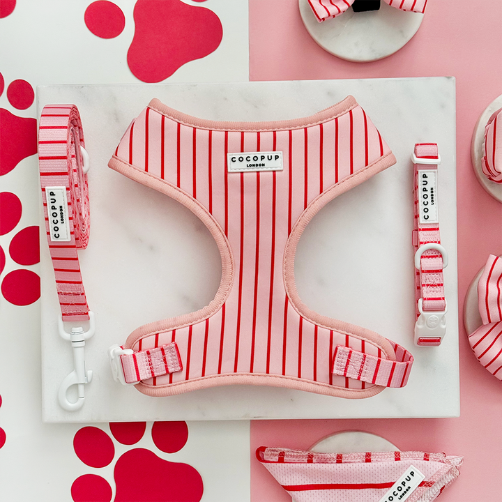 Candy Stripe Adjustable Neck Harness, Lead & Collar Bundle