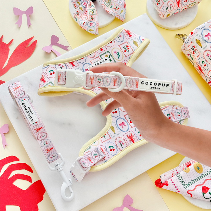 Dolce Vita Adjustable Neck Harness, Lead & Collar Bundle