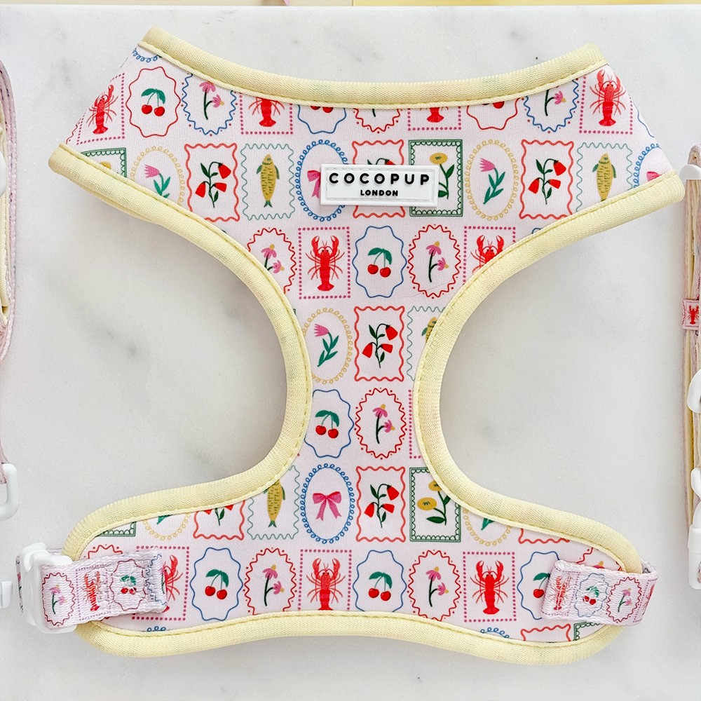 Dolce Vita Adjustable Neck Harness, Lead & Collar Bundle