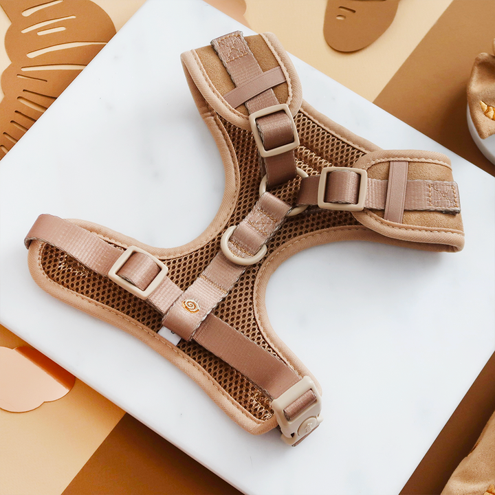 Pawtisserie Adjustable Neck Harness, Lead & Collar Bundle