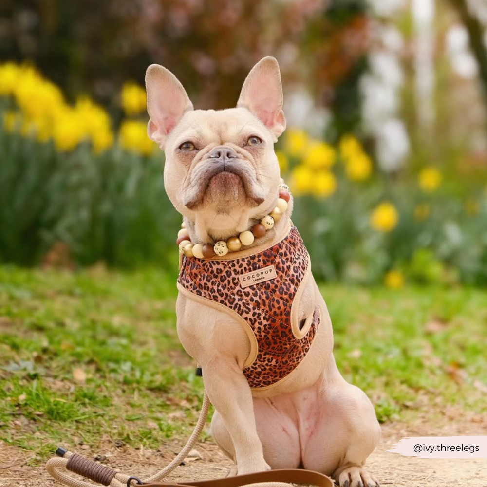 Quilted Leopard Pup Adjustable Neck Dog Harness, Lead Collar