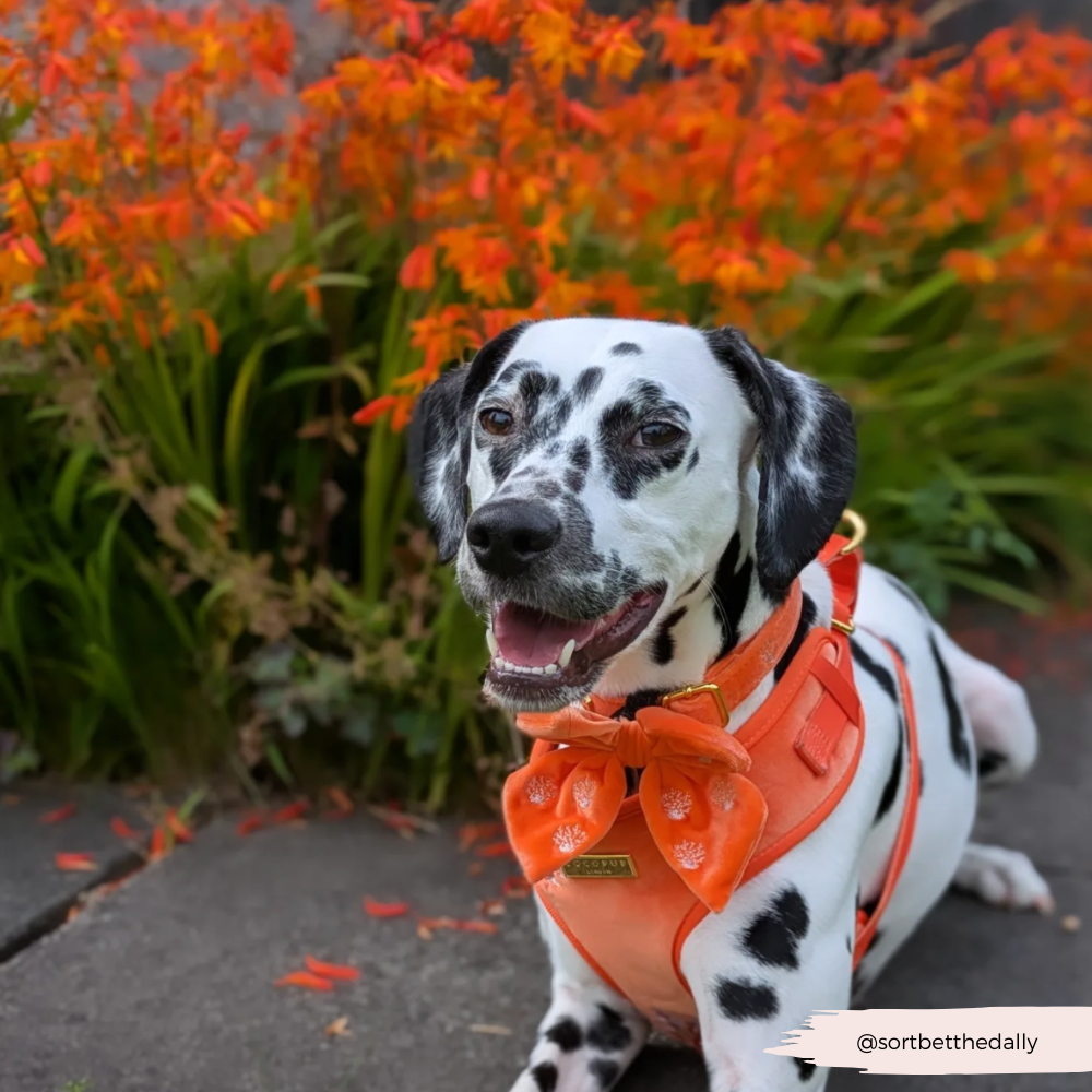 Luxe Velvet Adjustable Neck HARNESS- Coral Core