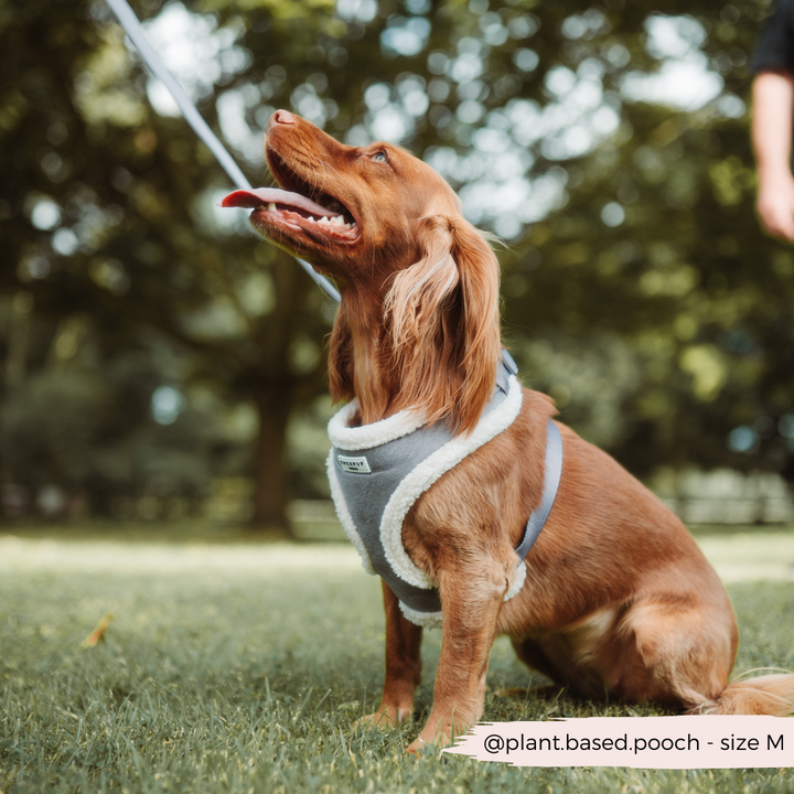 Grey Aviator Adjustable Neck Harness, Lead & Collar Bundle