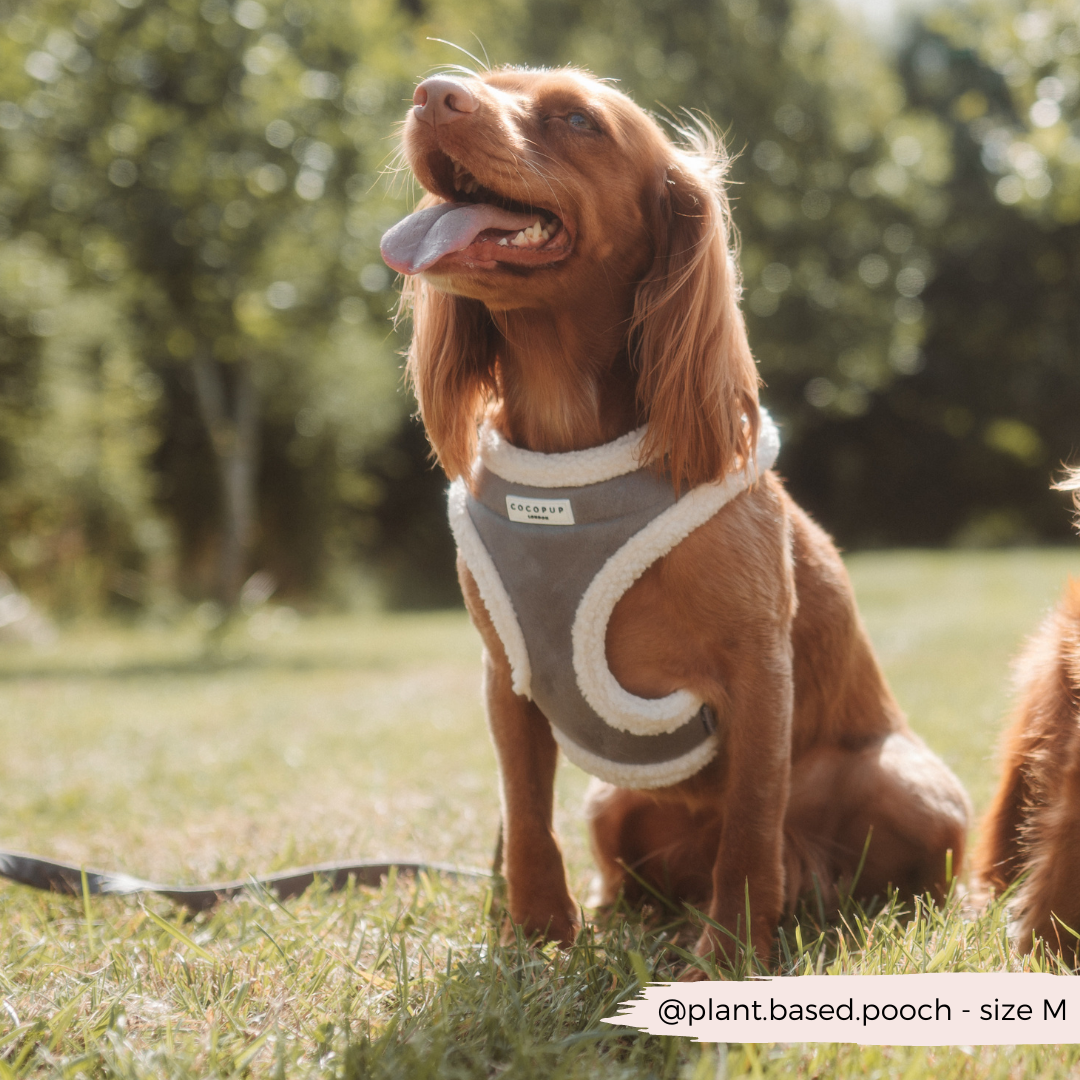 Grey Aviator Adjustable Neck Harness, Lead & Collar Bundle