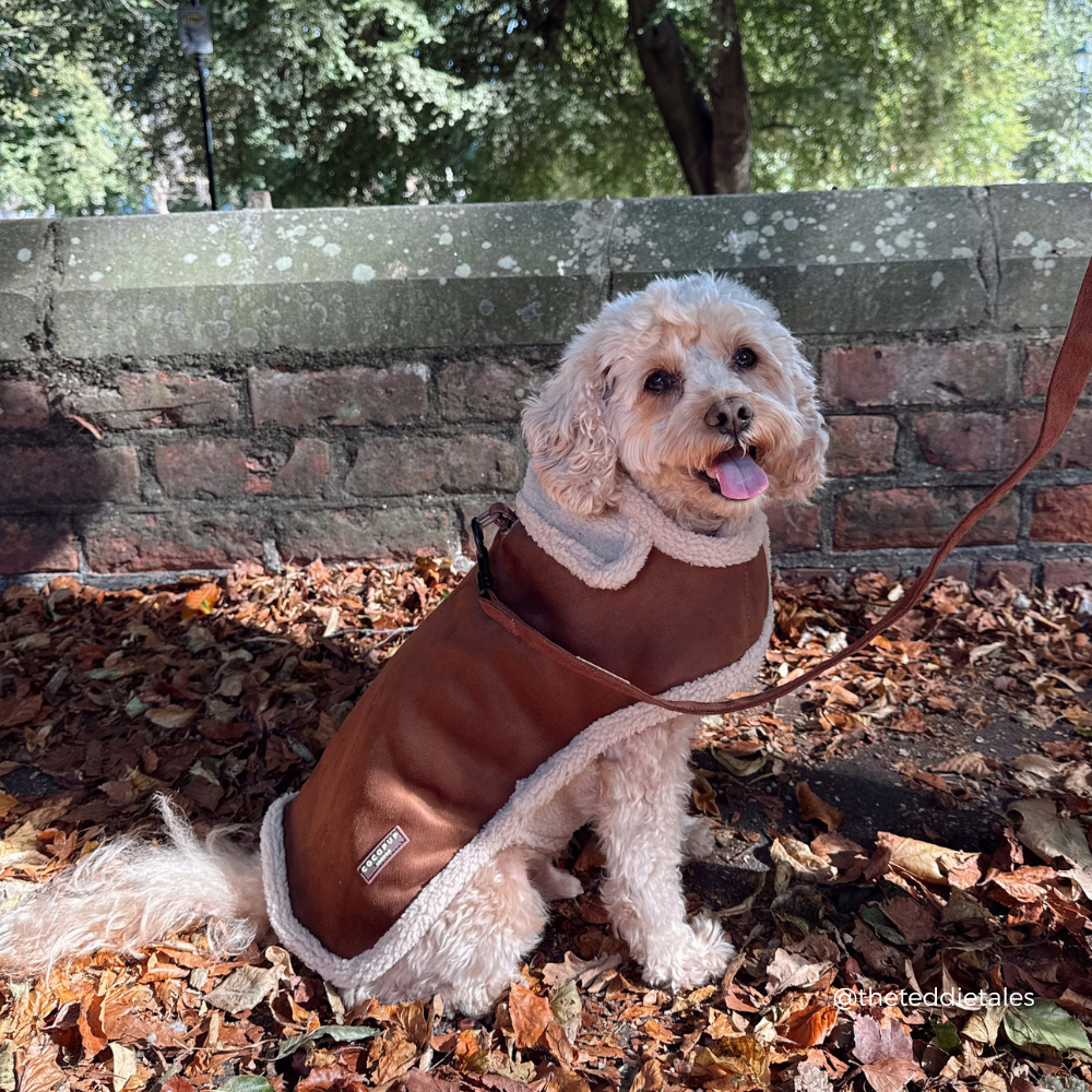 A small cream-colored dog sitting outdoors on a bed of fallen leaves, wearing a brown dog coat with a cream sherpa lining. The dog is positioned in front of a brick wall and trees.