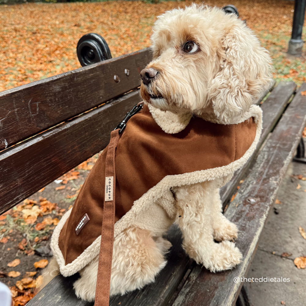 A cream-colored poodle wearing a brown fleece-lined dog coat sits on a wooden park bench with fallen leaves in the background.