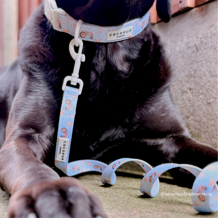 Barnyard Buddies Adjustable Neck Harness, Lead & Collar Bundle