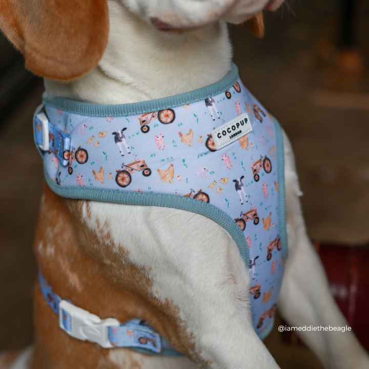 Barnyard Buddies Adjustable Neck Harness, Lead & Collar Bundle