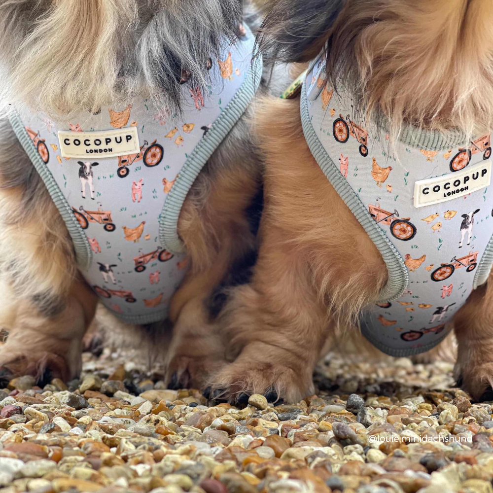 Barnyard Buddies Adjustable Neck Harness, Lead & Collar Bundle