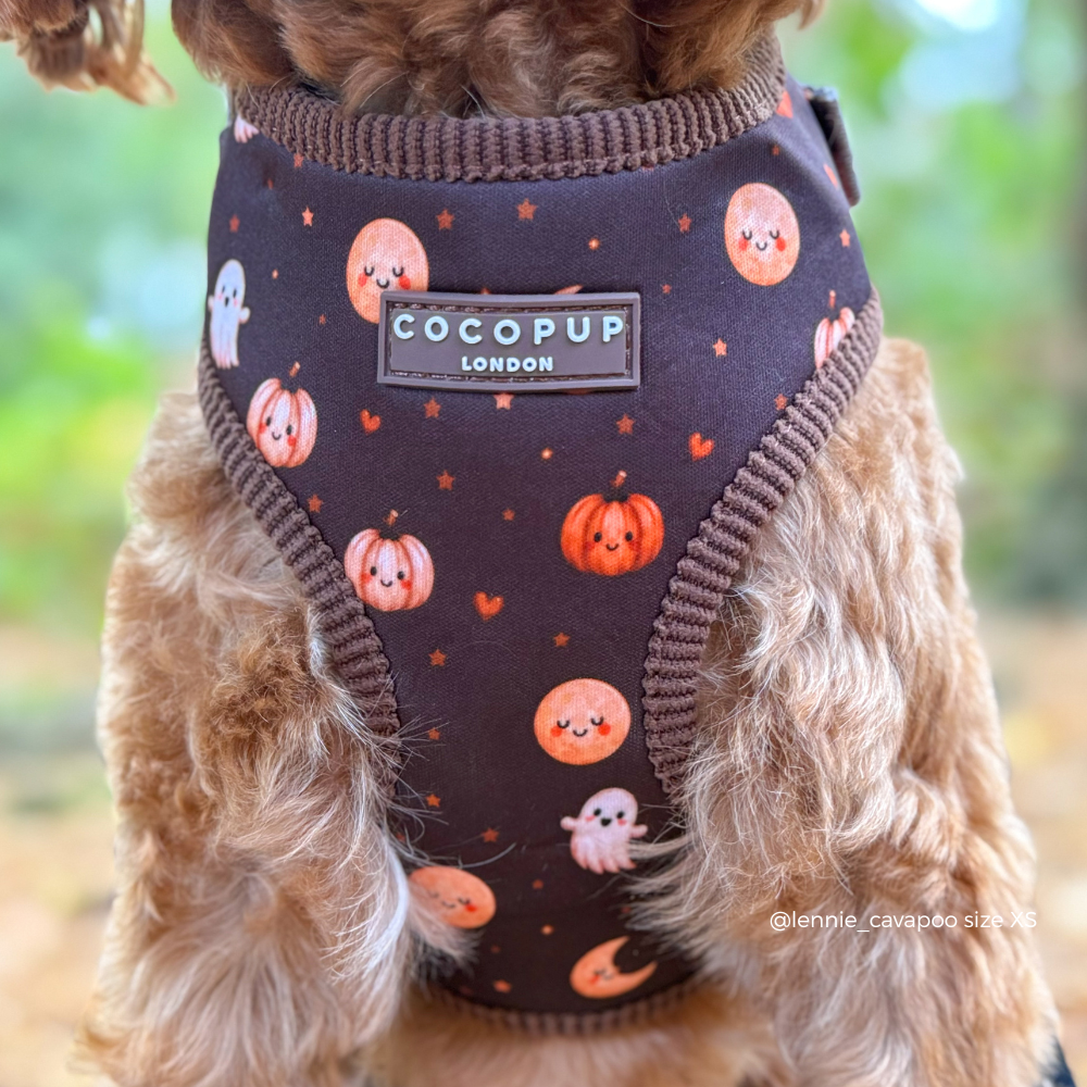 A close-up of a small brown dog wearing a dark brown pet harness with a Halloween print of orange pumpkins, white ghosts, and stars. The brand label 'COCOPUP LONDON' is visible on the chest.
