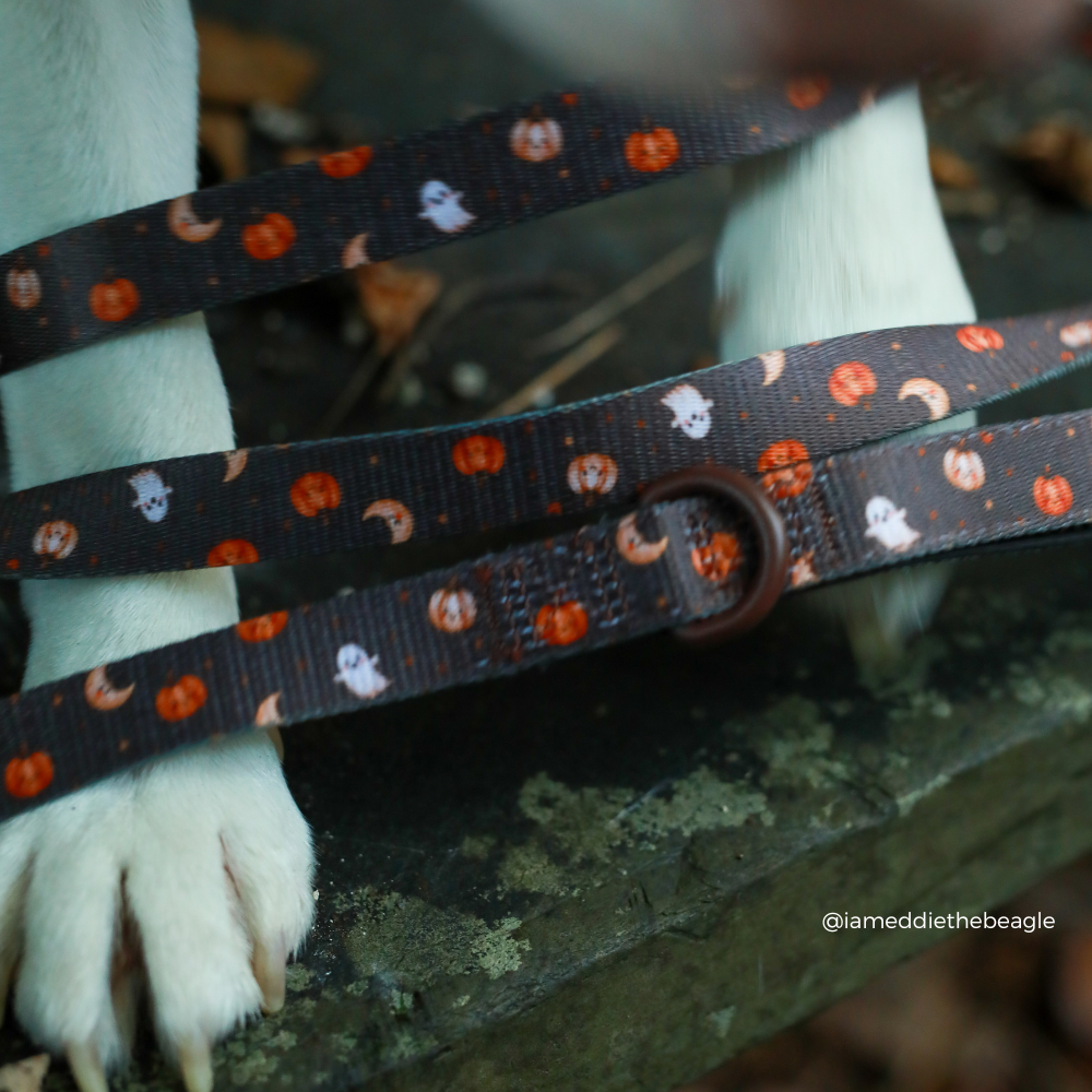 A close-up of a dog leash with a matching collar worn by a white dog outdoors. The leash features a brown background with a repeating Halloween pattern of orange pumpkins, white ghosts, and orange-and-white moons, complete with a dark brown metal ring.
