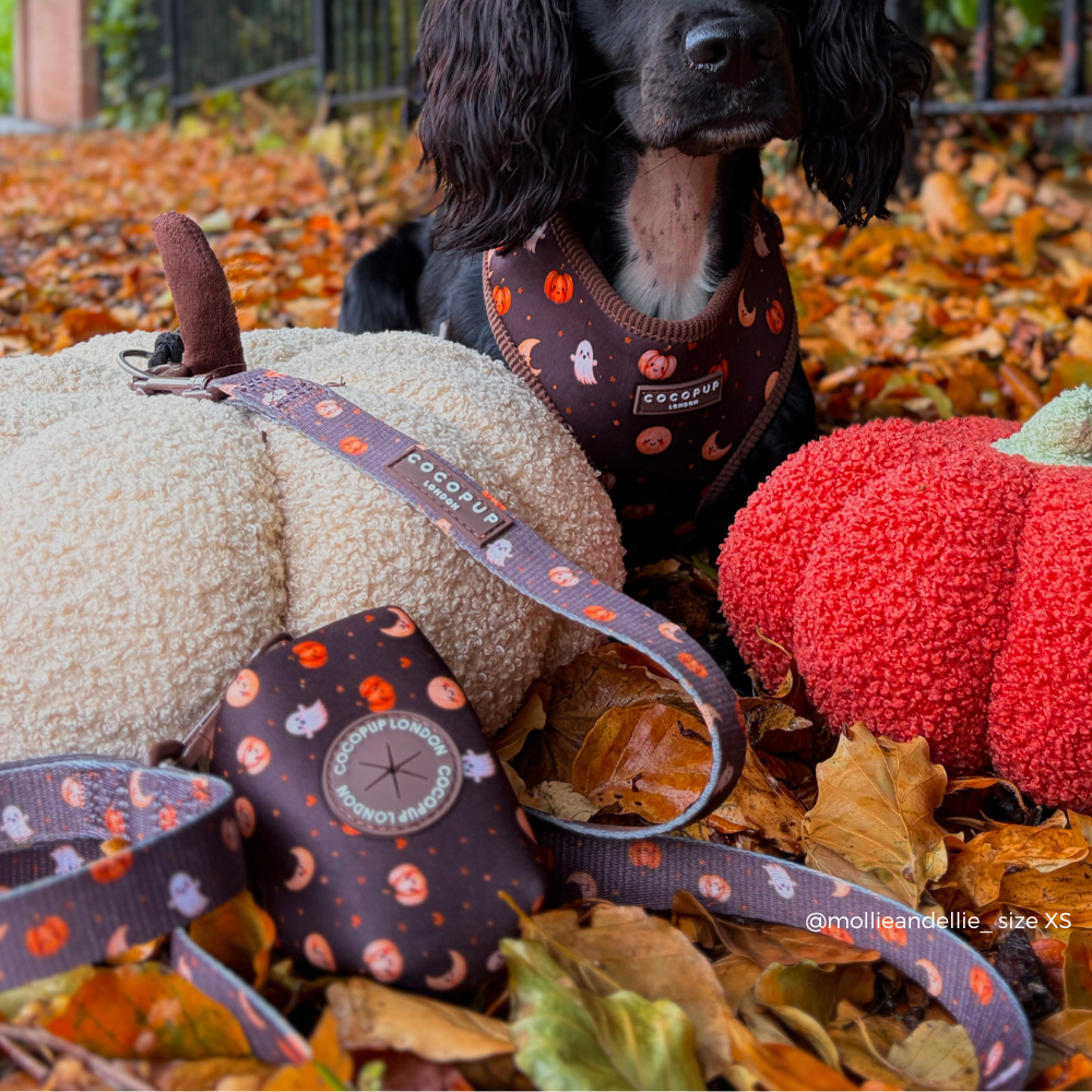 A black and white dog wearing a Halloween-themed dog harness sits outdoors on fallen autumn leaves, surrounded by decorative pumpkins. The image showcases a matching dog leash and collar with the same orange, black, and white pumpkin print.
