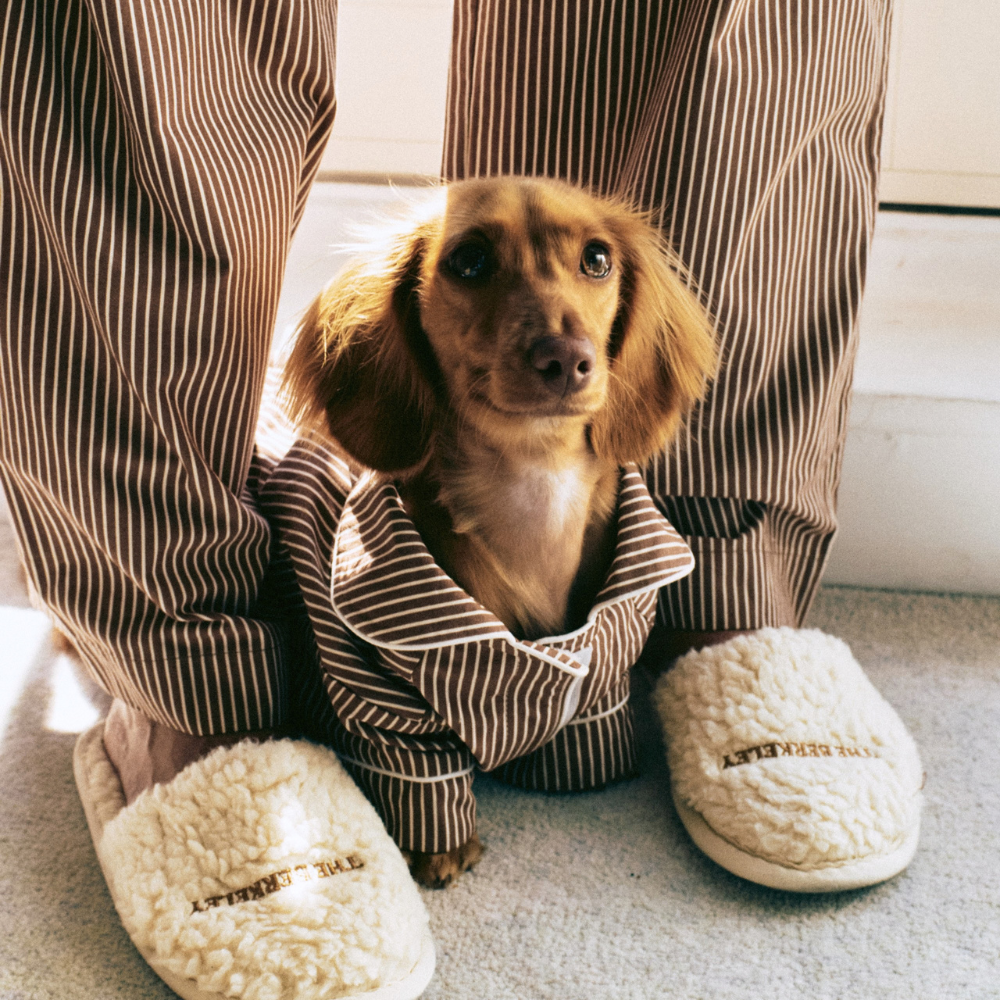 A small brown dachshund sits inside a pair of brown-and-white vertically striped pajama pants, with a person's legs and cream sherpa slippers visible around it on a light carpet.