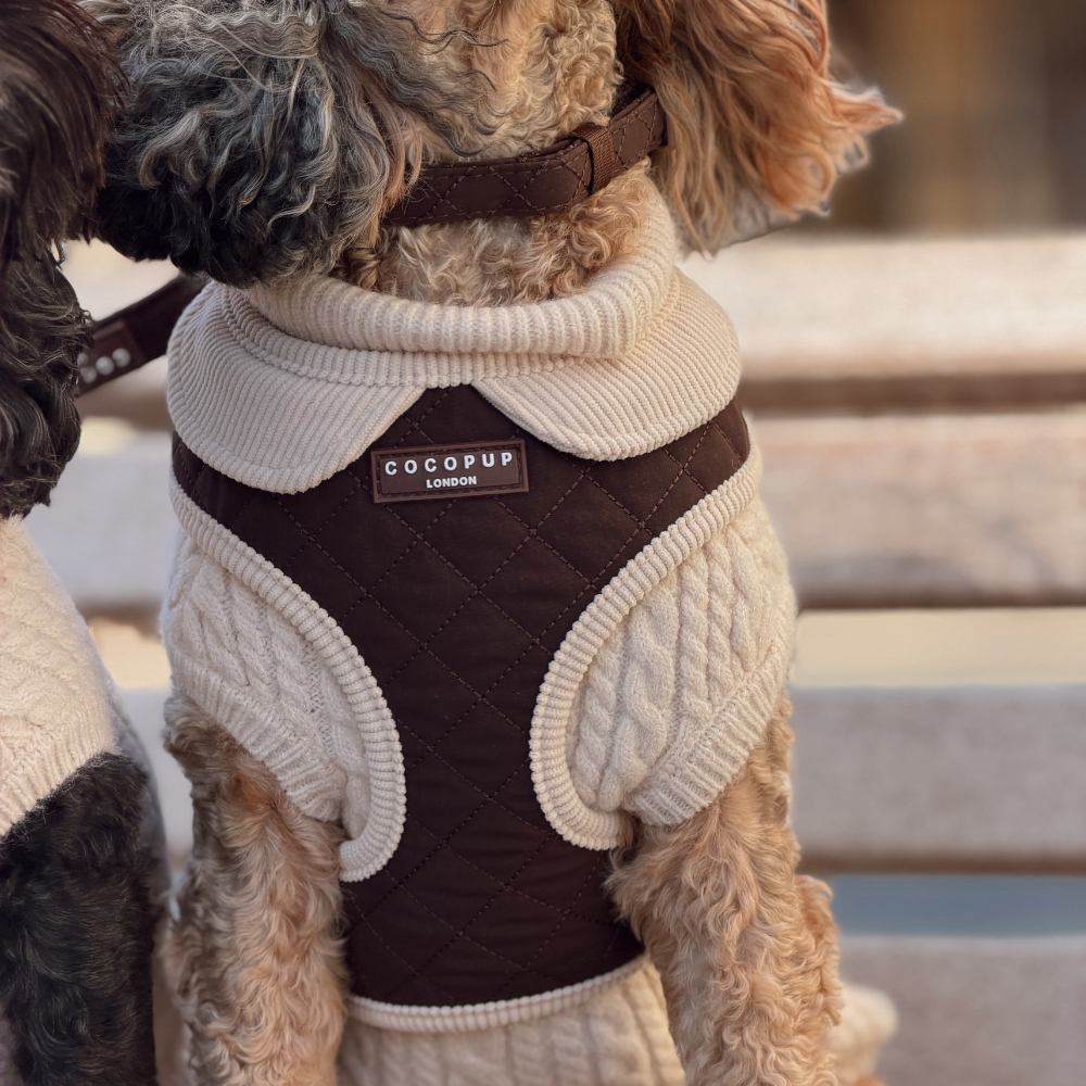 A close-up of a small dog wearing a Cocopup London quilted dog harness. The harness is dark brown with cream-colored knit collar, armholes, and leg cuffs, shown on a dog sitting on outdoor stone steps.