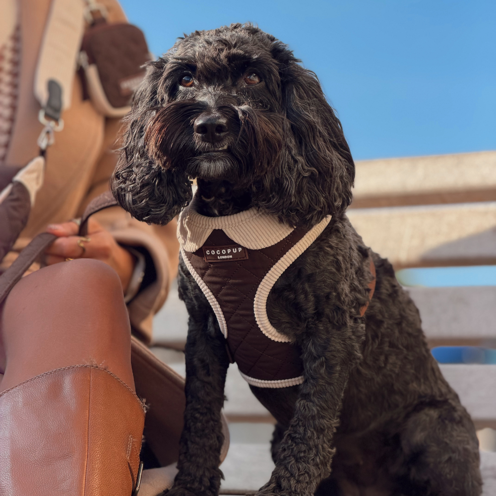 A black curly-haired dog wearing a brown and beige dog harness, sitting next to a person holding a brown bag under a clear blue sky.