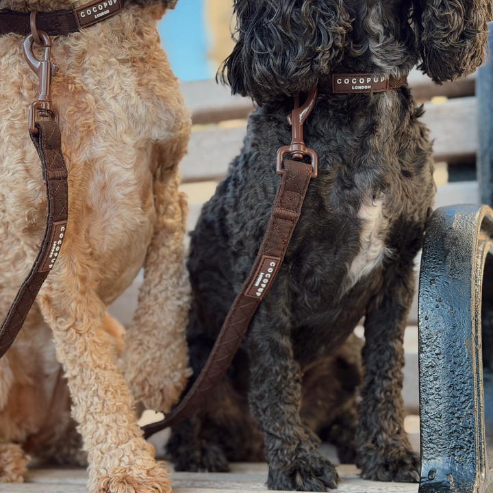 Two dogs wearing brown quilted dog collars and matching dog leashes on a bench. The collar on the black dog reads 'Cocopup London' and the leash has 'Cocopup London' on it.