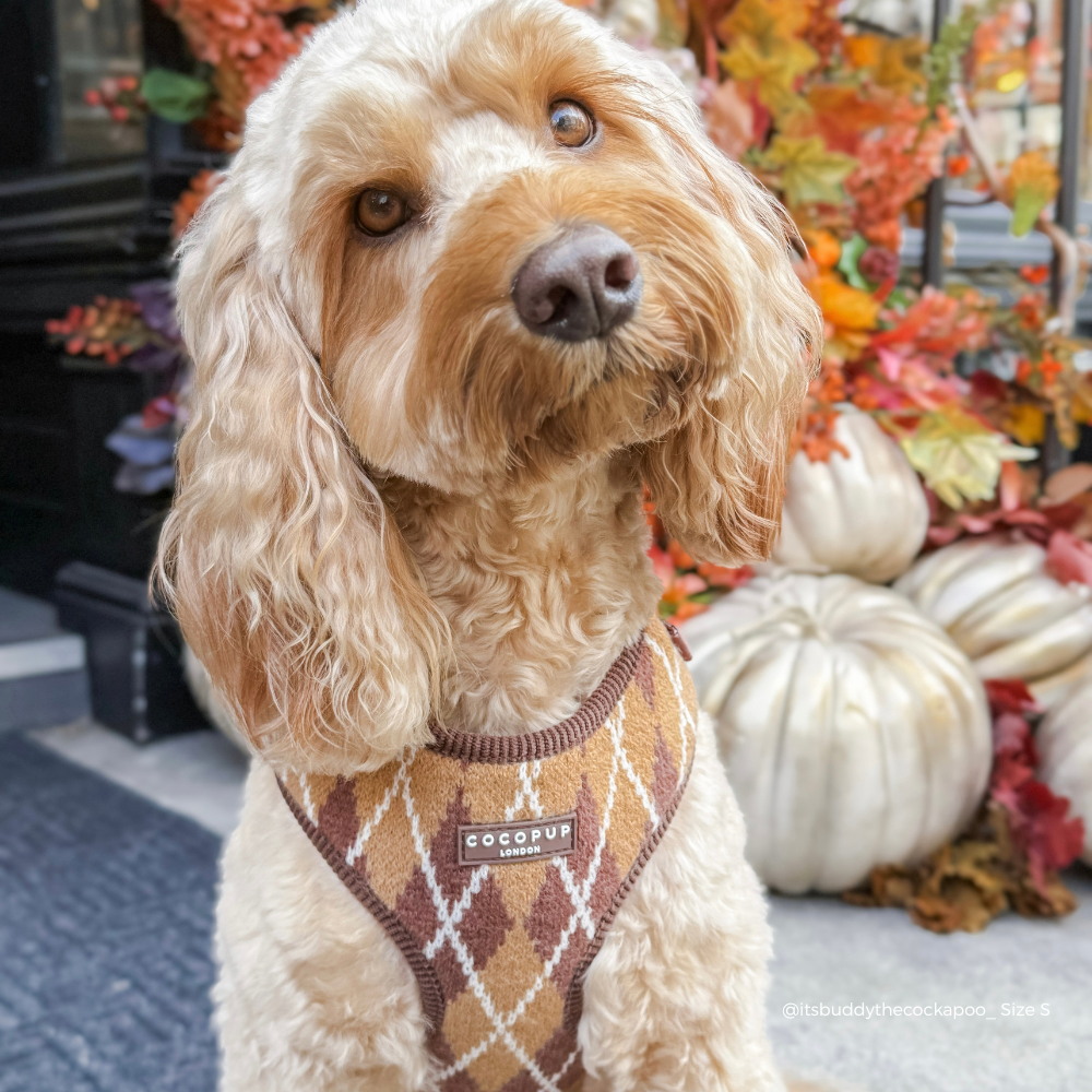 white fluffy dog wearing Knit dog harness with a brown, tan, and white argyle pattern.
