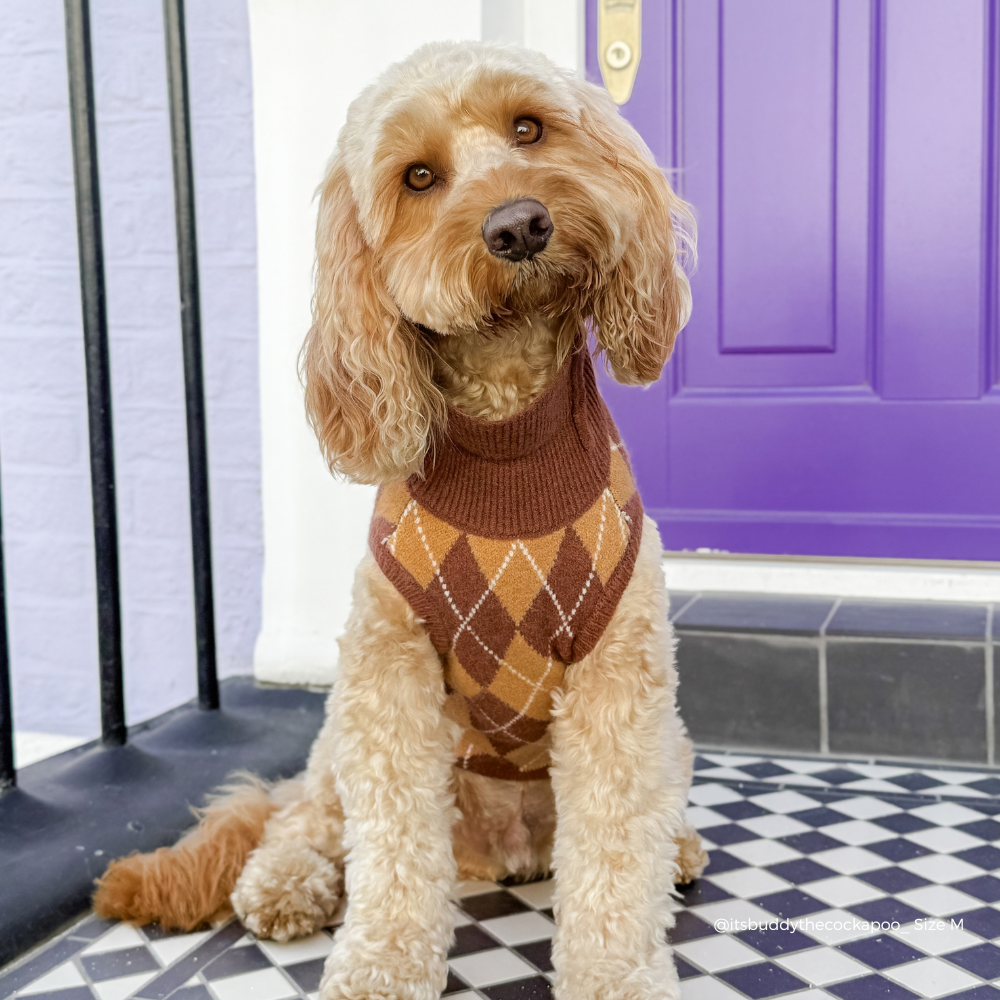 fluffy brown dog by purple door wearing Dog jumper in a brown, tan, and white argyle pattern. 