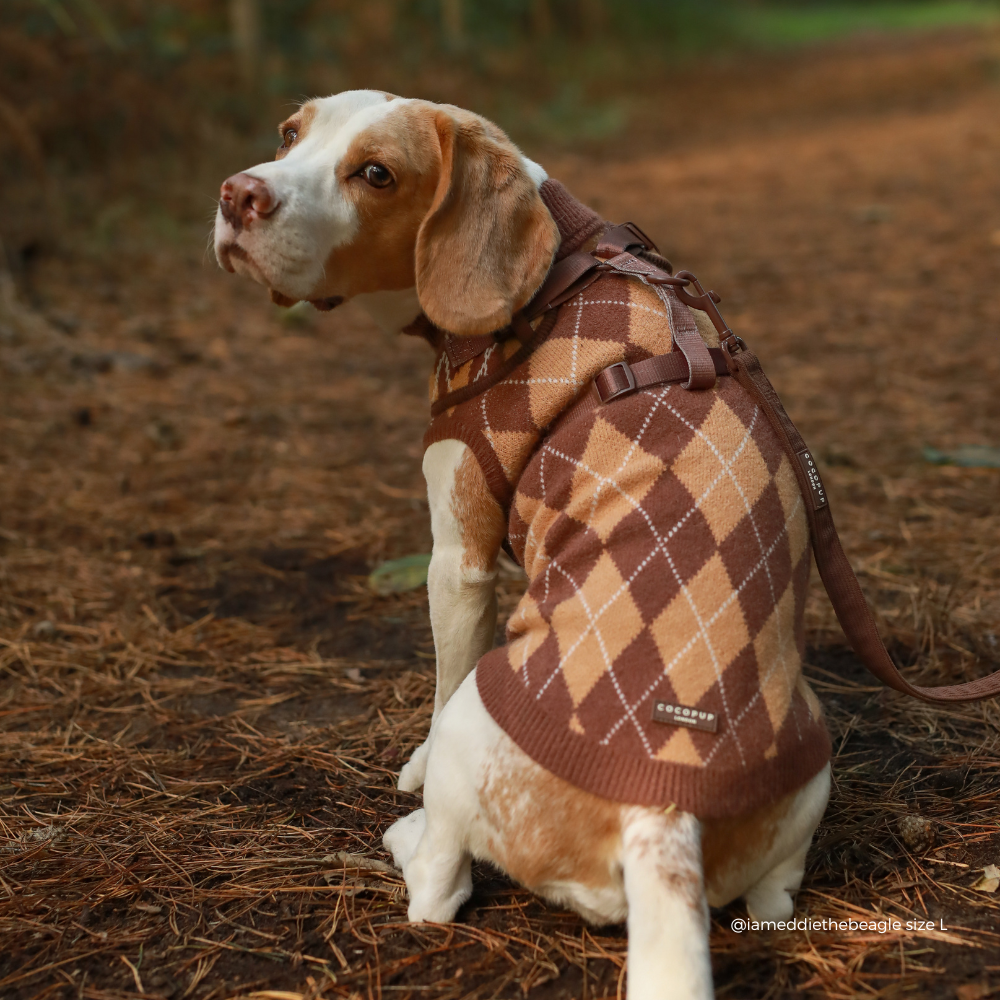 beagle wearing Dog jumper in a brown, tan, and white argyle pattern. 
