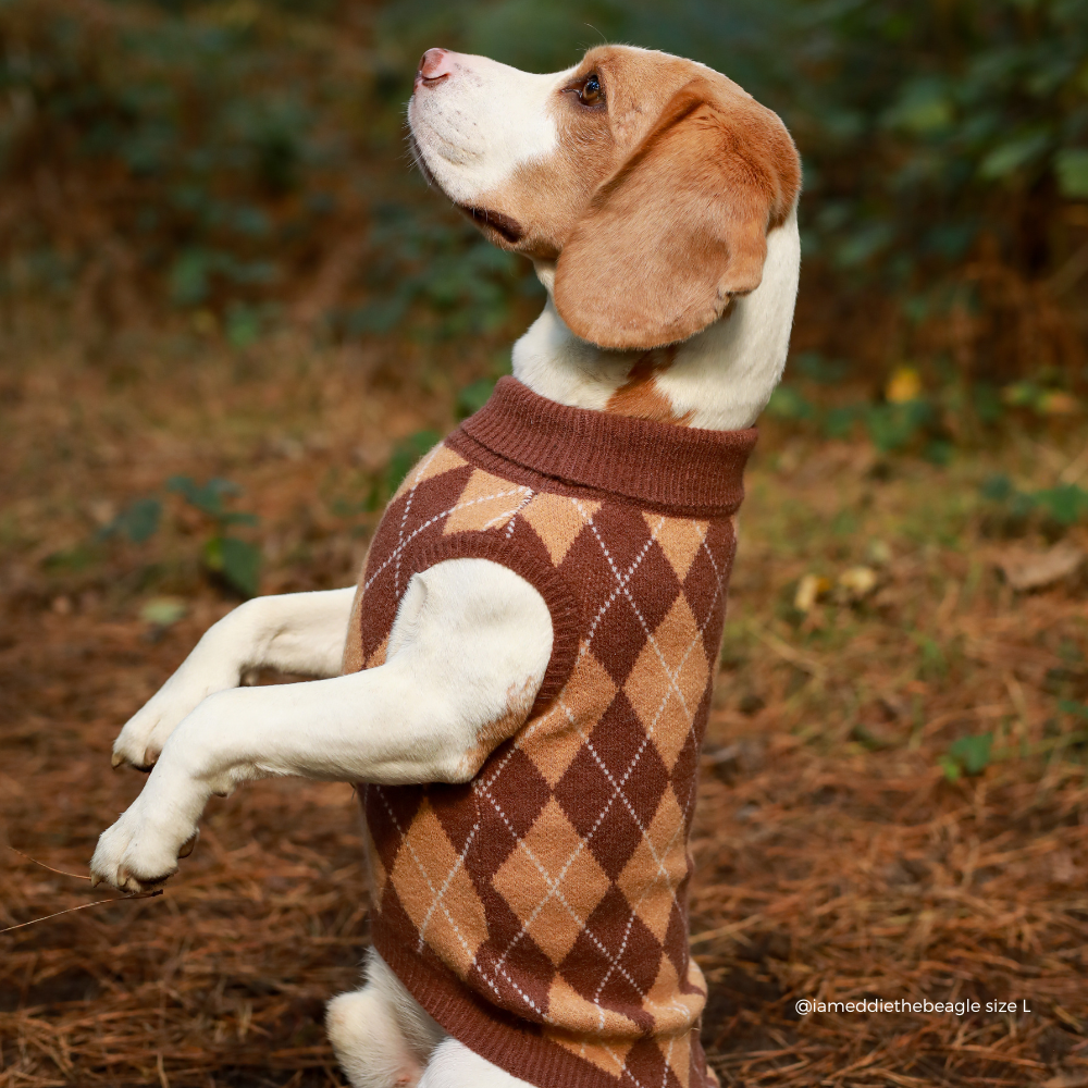 dog jumped up wearing Dog jumper in a brown, tan, and white argyle pattern. 