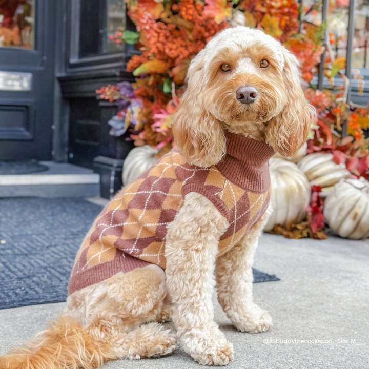 fluffy brown dog outside wearing Dog jumper in a brown, tan, and white argyle pattern. 