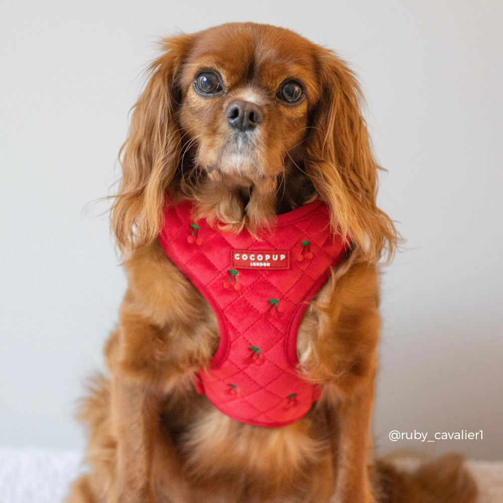 Cherry Velvet Crush Adjustable Neck Harness, Lead & Collar Bundle
