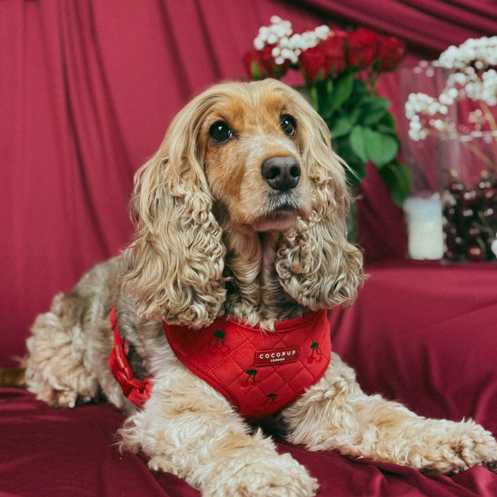 Cherry Velvet Crush Adjustable Neck Harness, Lead & Collar Bundle