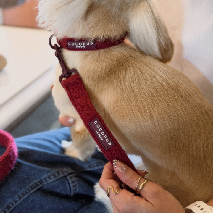 A close-up lifestyle shot of a small cream-colored dog wearing a burgundy red collar and matching leash held by a person wearing blue jeans and gold rings.