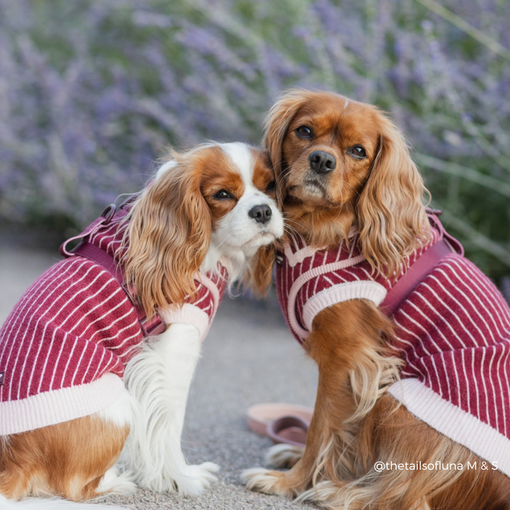 Two Cavalier King Charles Spaniel dogs wearing matching burgundy and white striped knit sweaters, sitting together outdoors with blurred lavender flowers in the background.