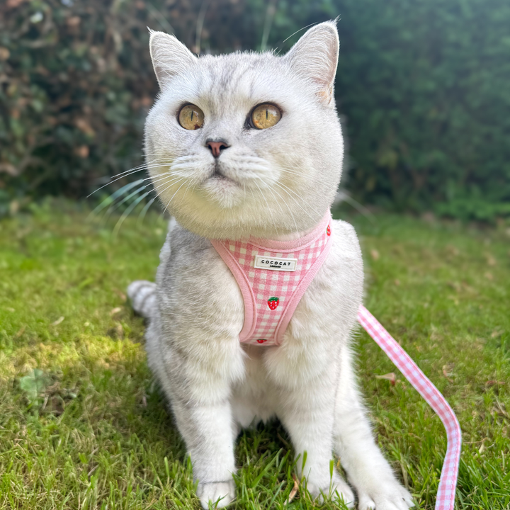 Cat Harness - Strawberry Picnic