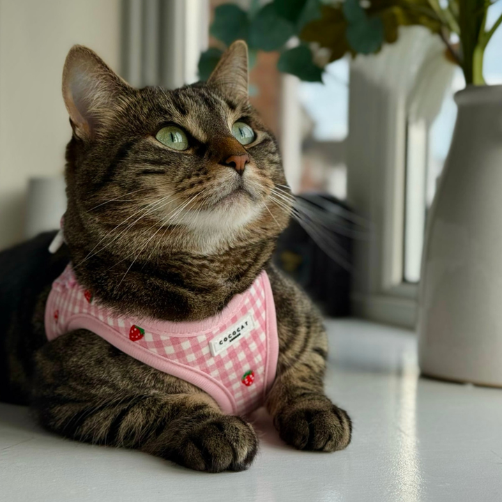 Cat Harness - Strawberry Picnic