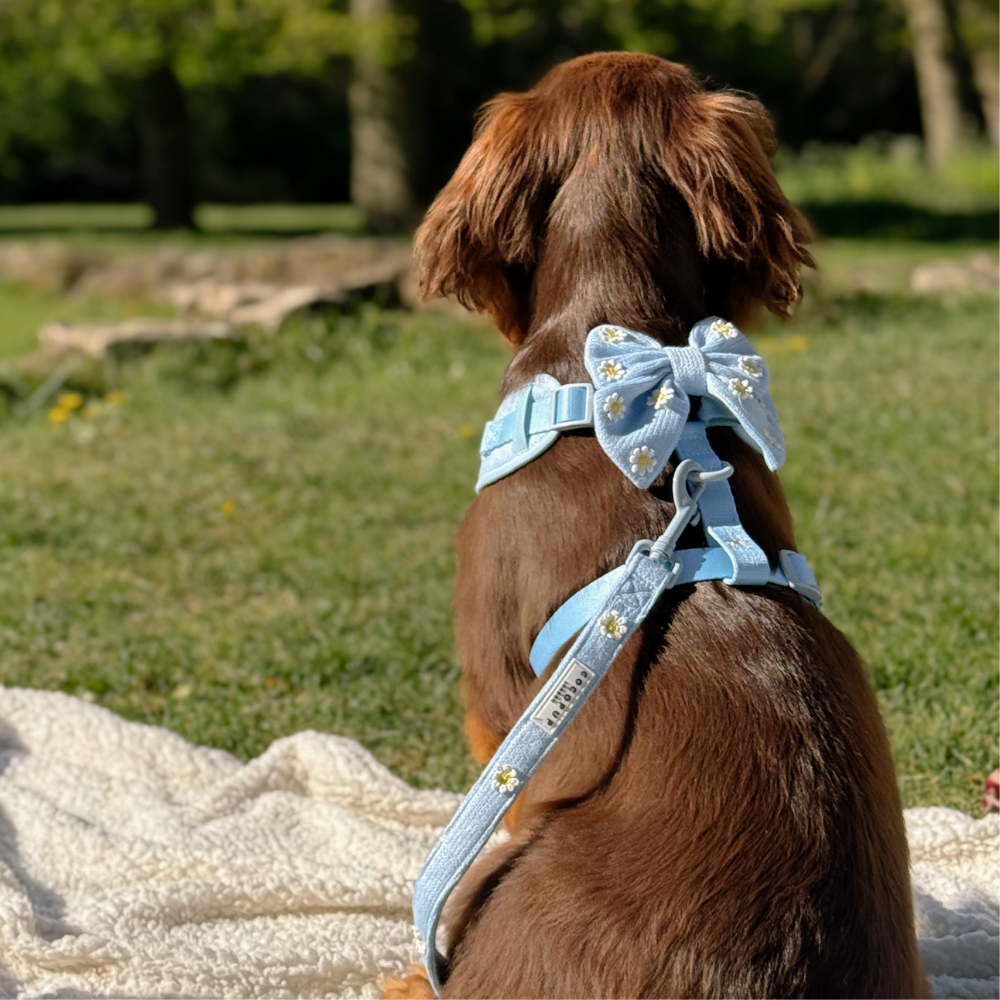 Blue Daisy Dream Sailor Bow Tie