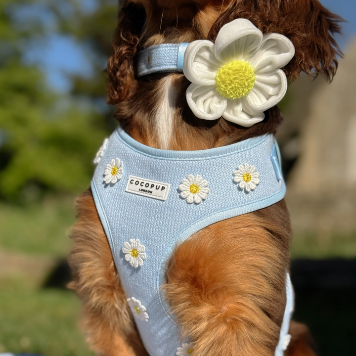 Blue Daisy Dream Adjustable Neck Harness, Lead & Collar Bundle