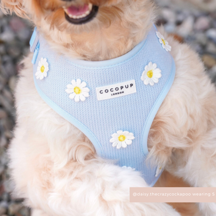 Blue Daisy Dream Adjustable Neck Harness, Lead & Collar Bundle