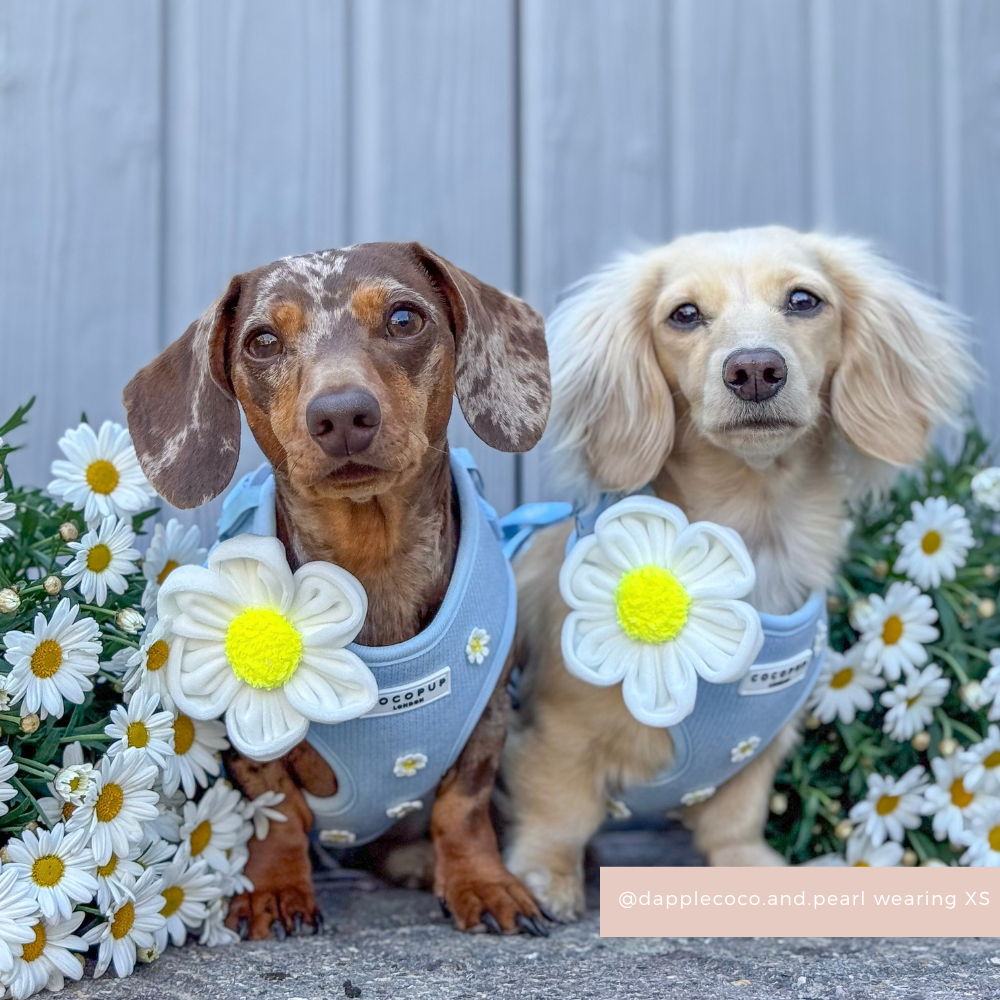 Daisy Collar Flower