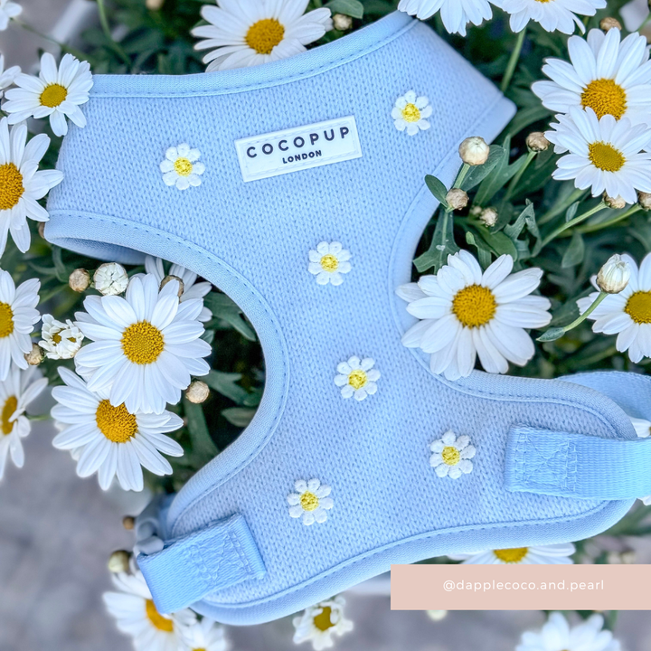 Blue Daisy Dream Adjustable Neck Harness, Lead & Collar Bundle