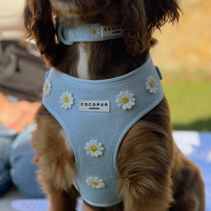 Blue Daisy Dream COLLAR