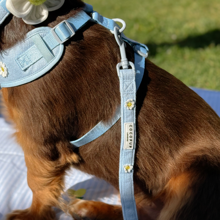 Blue Daisy Dream Adjustable Neck Harness, Lead & Collar Bundle