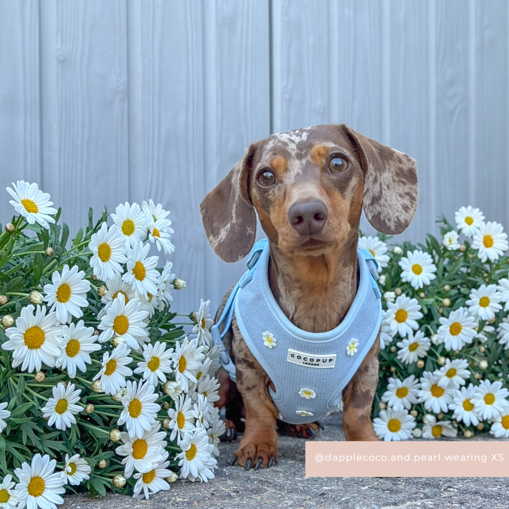 Blue Daisy Dream Adjustable Neck Harness, Lead & Collar Bundle