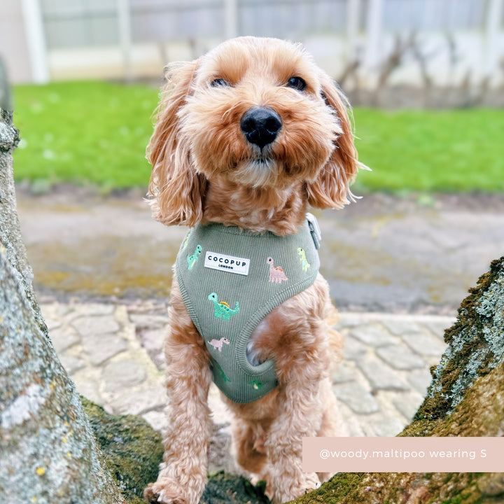 Dino Doodles Adjustable Neck Harness, Lead & Collar Bundle