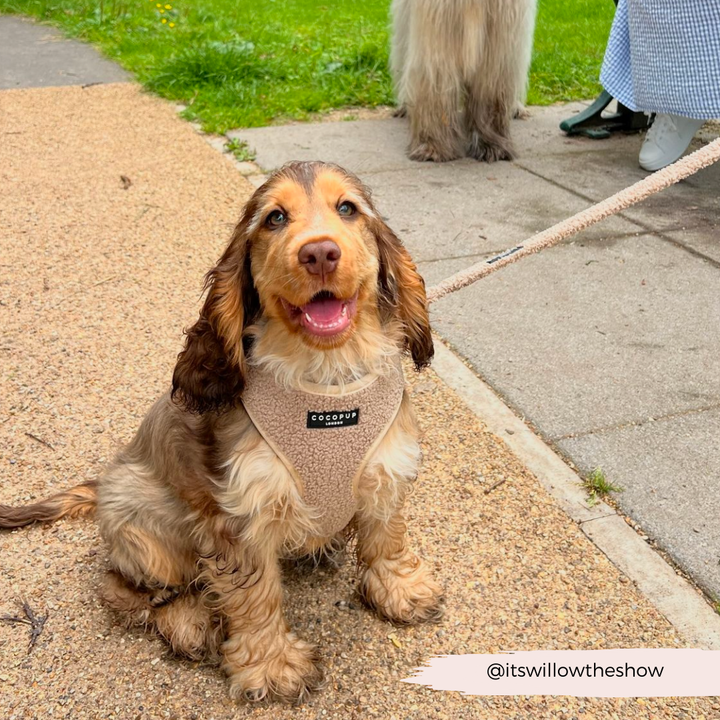 Teddy Adjustable Neck Harness - Rupert