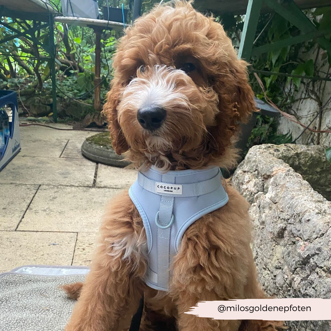 NAKD Adjustable Neck Harness Lead Collar and Poop Bag Holder Bundle Bubblegum