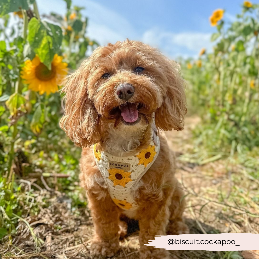 Sunflower Patch Adjustable Neck Harness, Lead & Collar Bundle