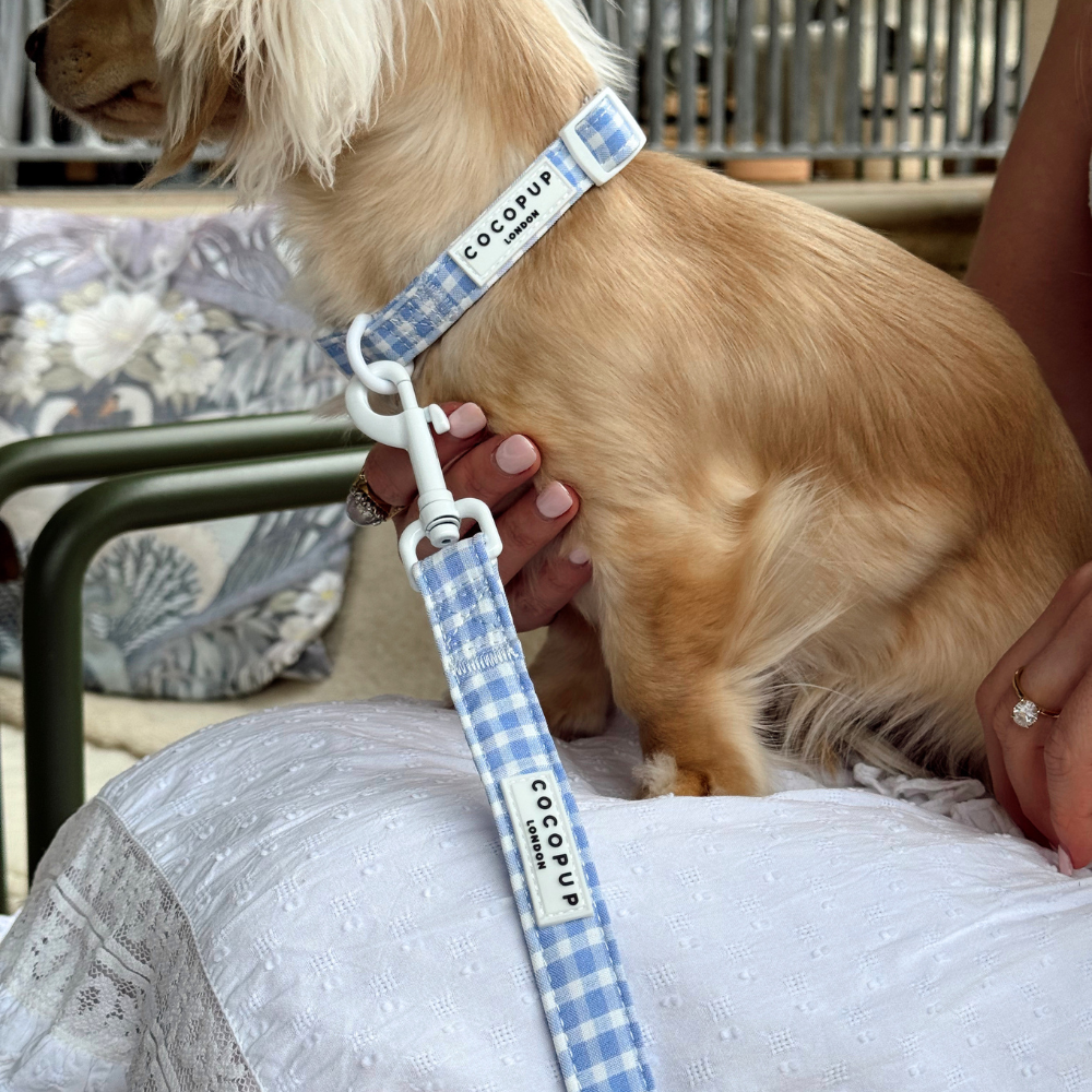 English Blue Adjustable Neck Harness, Lead & Collar Bundle