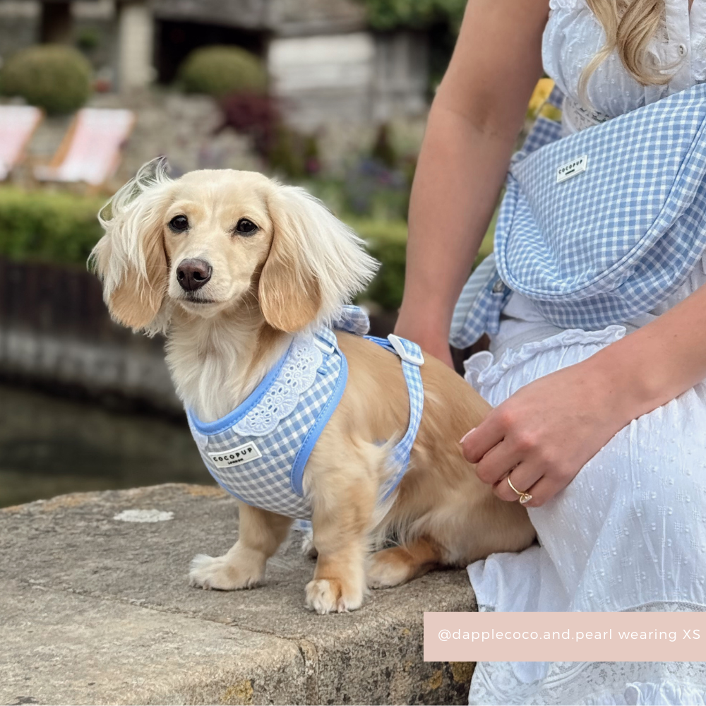 English Blue Adjustable Neck Harness, Lead & Collar Bundle