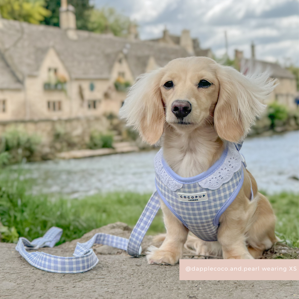 English Blue Adjustable Neck Harness, Lead & Collar Bundle