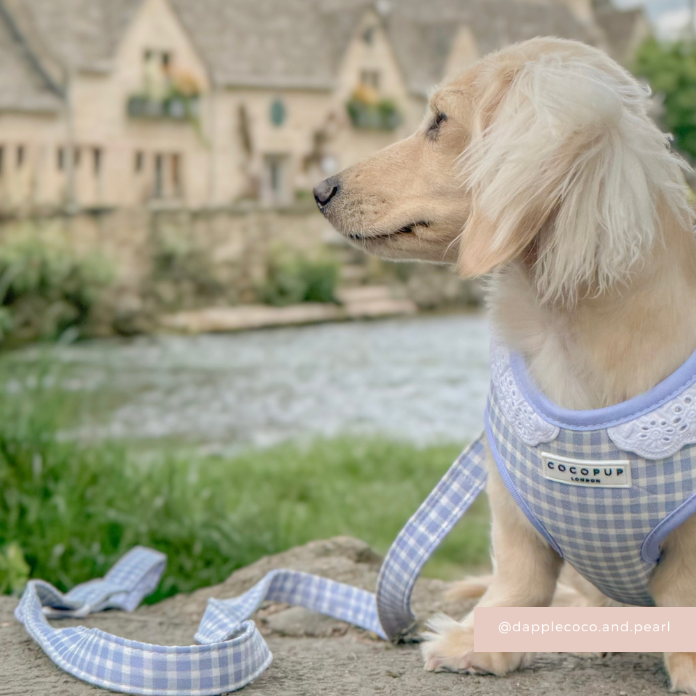 English Blue Adjustable Neck Harness, Lead & Collar Bundle