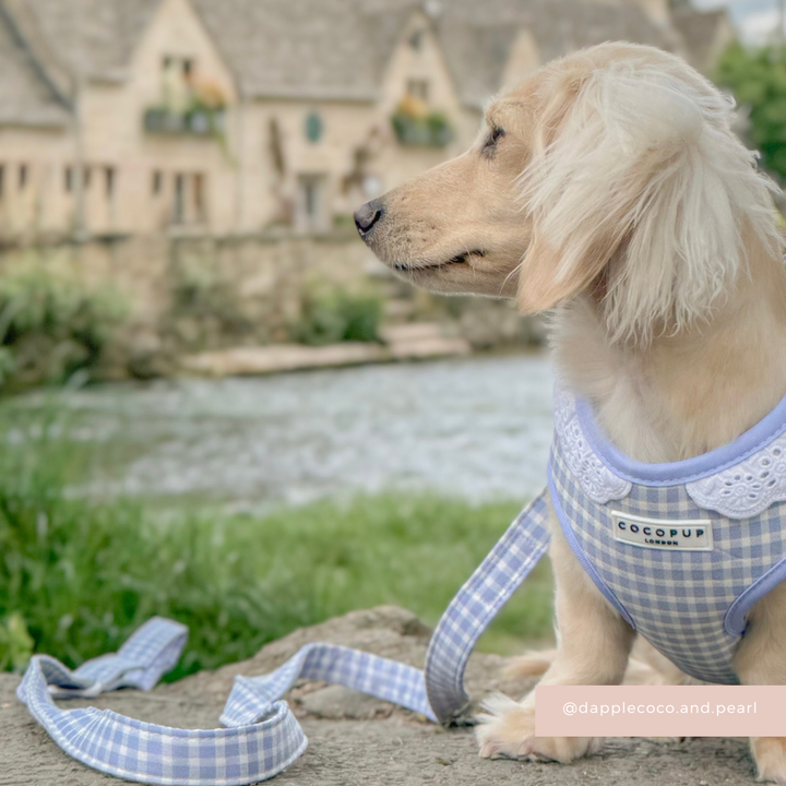 English Blue Adjustable Neck Harness, Lead & Collar Bundle